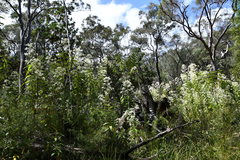 Astrotricha floccosa
