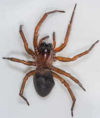 Callobius severus
