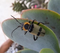 Chauliognathus tixieri