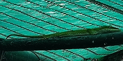 Anolis porcatus