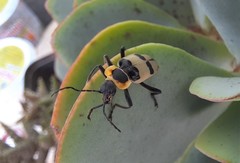 Chauliognathus tixieri