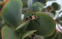Chauliognathus tixieri