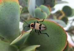 Chauliognathus tixieri