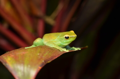 Sphaenorhynchus lacteus