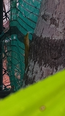 Anolis porcatus