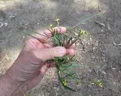 Sisymbrium orientale