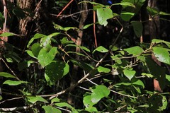 Gmelina leichhardtii