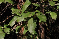 Gmelina leichhardtii