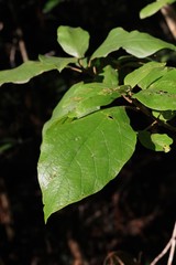 Gmelina leichhardtii