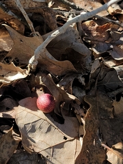 Amphibolips quercusjuglans