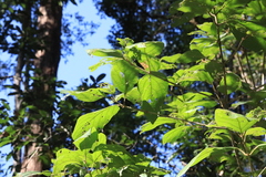 Gmelina leichhardtii