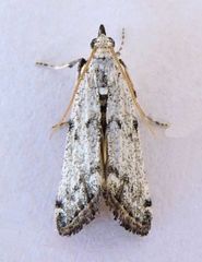 Bethulia championella