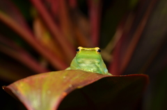 Sphaenorhynchus lacteus