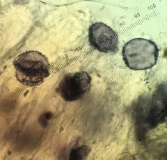 Aleurodiscus grantii