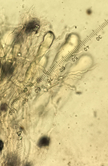 Aleurodiscus grantii