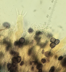 Aleurodiscus grantii