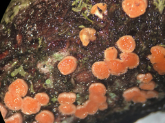 Aleurodiscus grantii