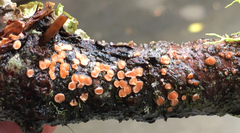 Aleurodiscus grantii