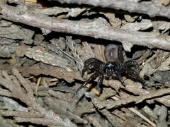 Antrodiaetus pacificus