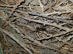 Antrodiaetus pacificus