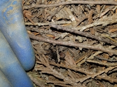 Antrodiaetus pacificus