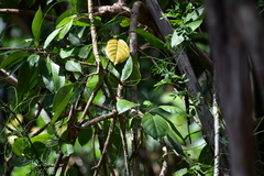 Solandra maxima
