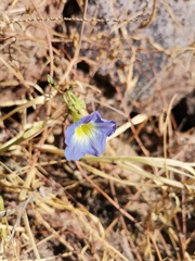 Ipomoea cardiophylla