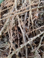 Antrodiaetus pacificus