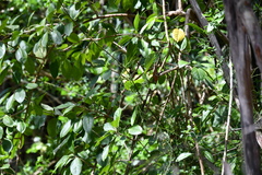 Solandra maxima