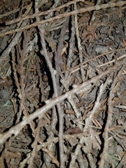 Antrodiaetus pacificus