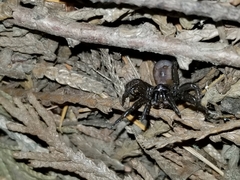 Antrodiaetus pacificus