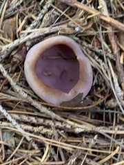 Geoscypha violacea