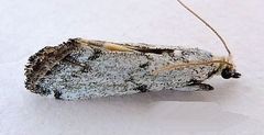 Bethulia championella