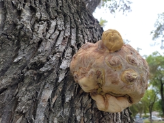 Laetiporus gilbertsonii