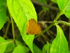 Tegosa anieta