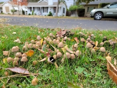 Coprinellus micaceus