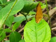 Tegosa anieta