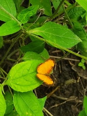 Tegosa anieta