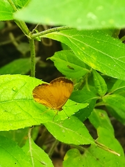 Tegosa anieta