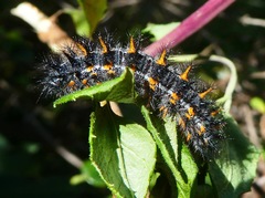Euphydryas chalcedona