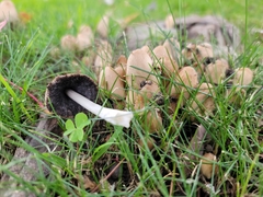 Coprinellus micaceus