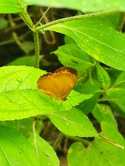 Tegosa anieta