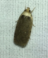 Agonopterix ciliella