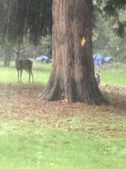 Odocoileus hemionus columbianus