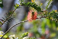 Melaleuca hypericifolia