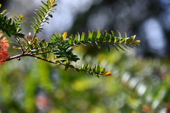 Melaleuca hypericifolia