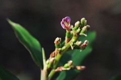 Alpinia arundelliana