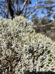Cratystylis conocephala