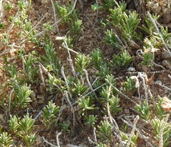 Teucrium pumilum