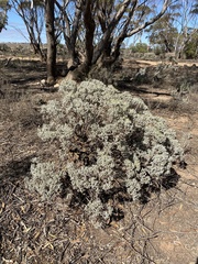 Cratystylis conocephala